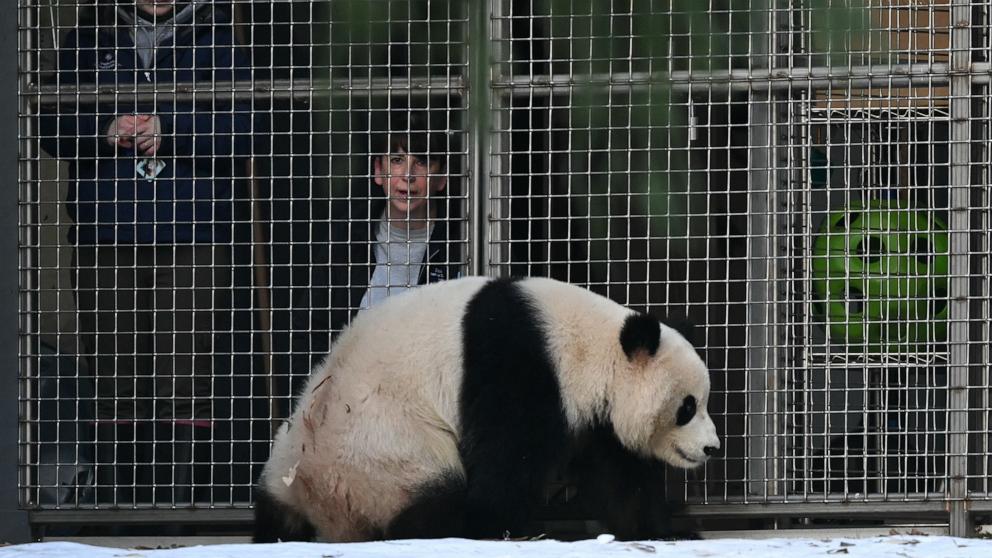 PHOTO: People watch as Giant panda Bao Li inspects his enclosure during the panda public debut at the Smithsonian's National Zoo in Washington, DC, on Jan. 24, 2025. 