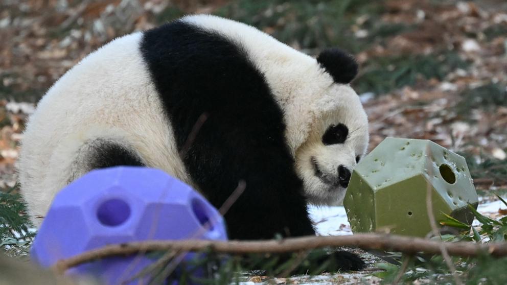 PHOTO: Giant panda Bao Li plays with toys during the public debut at the Smithsonian's National Zoo in Washington, DC, on Jan. 24, 2025.