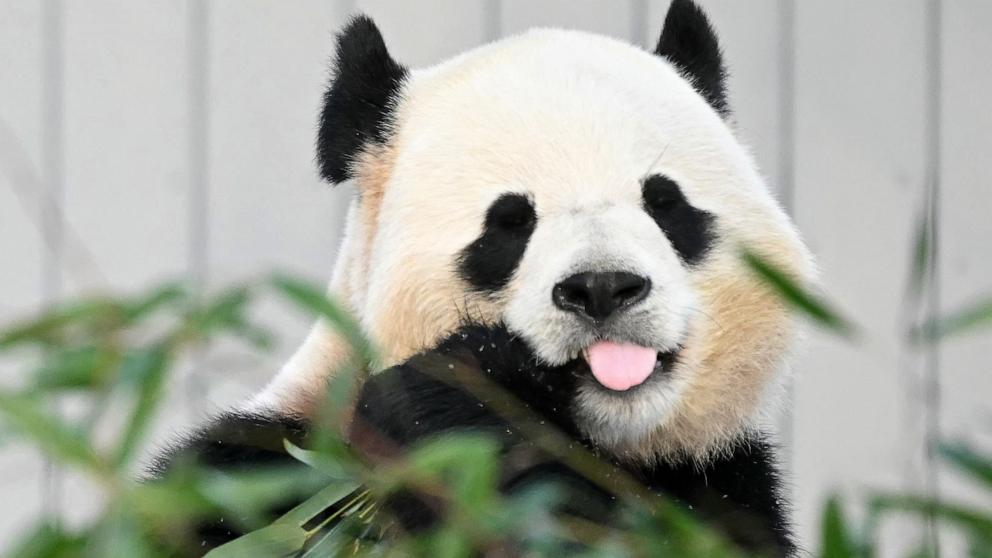 PHOTO: Giant panda Bao Li eats bamboo during the public debut at the Smithsonian's National Zoo in Washington, DC, on Jan. 24, 2025. 