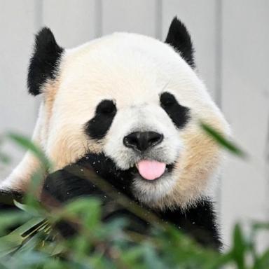 PHOTO: Giant panda Bao Li eats bamboo during the public debut at the Smithsonian's National Zoo in Washington, DC, on Jan. 24, 2025. 