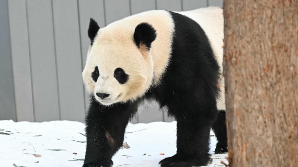 PHOTO: Giant panda Qing Bao inspects her exhibit during the panda public debut at the Smithsonian's National Zoo in Washington, DC, on Jan. 24, 2025. 