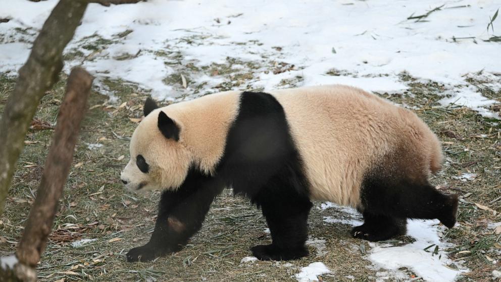 PHOTO: Giant panda Qing Bao inspects her exhibit during the panda public debut at the Smithsonian's National Zoo in Washington, DC, on Jan. 24, 2025.