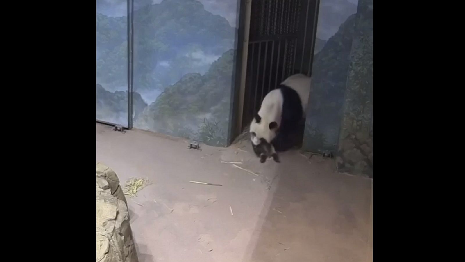 Baby panda explores his surroundings at Smithsonian National Zoo - Good ...