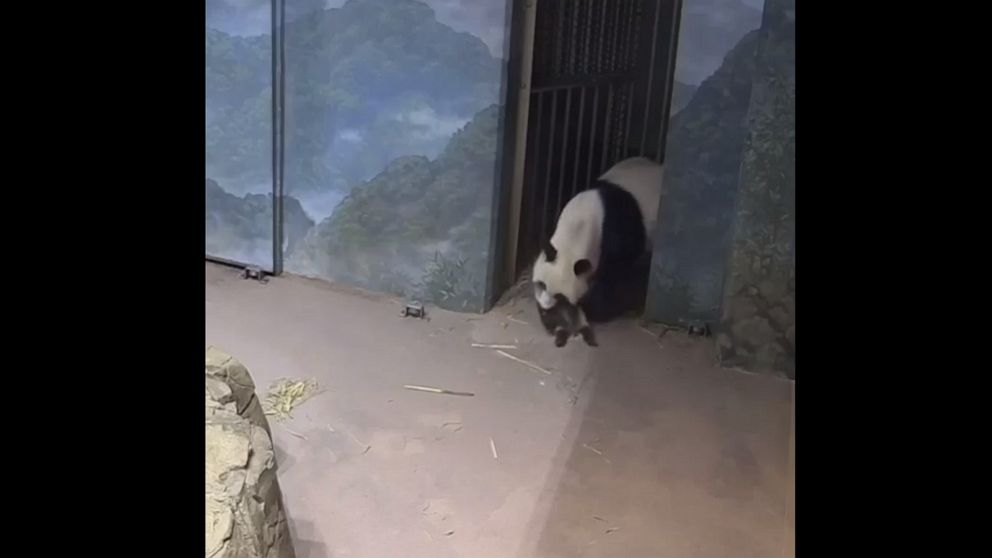 Video Baby panda explores his surroundings at Smithsonian National Zoo ...