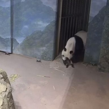 A mother panda helps her cub explore his surroundings as he tries out his crawling skills. with a brief ‘field trip’ to their indoor habitat.