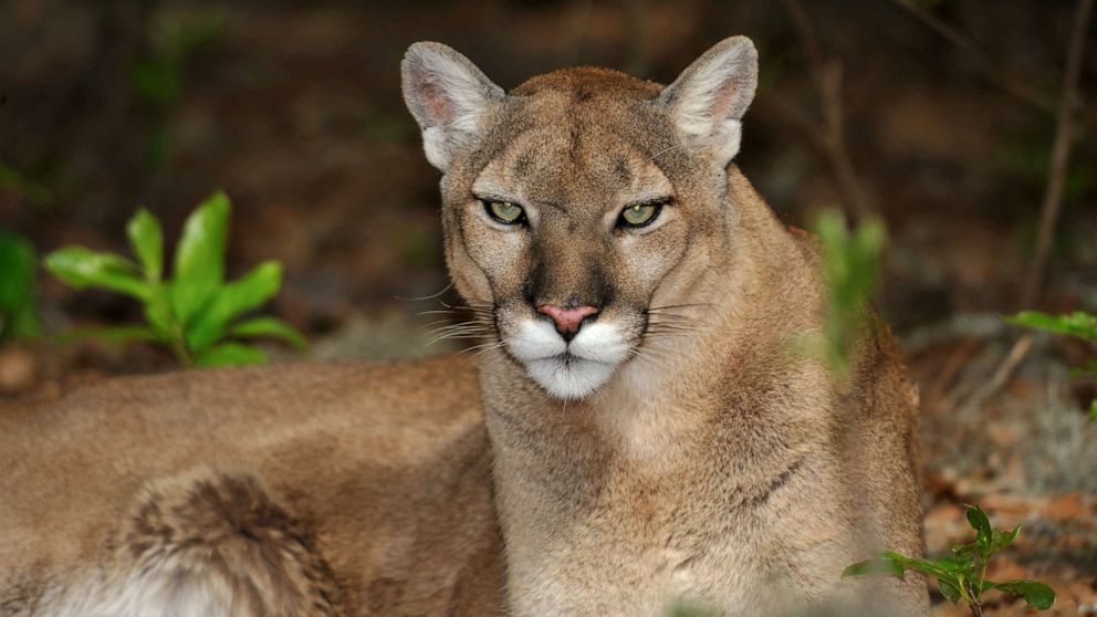 cougar panther jaguar woman