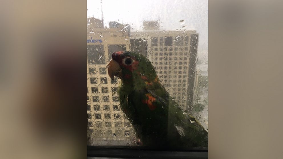 PHOTO: Two parrots seek shelter at the edge of a 22nd-floor window at Dadeland Marriott in Kendall, Florida, Sept. 9, 2017.