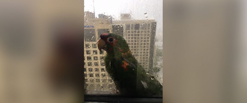PHOTO: Two parrots seek shelter at the edge of a 22nd-floor window at Dadeland Marriott in Kendall, Florida, Sept. 9, 2017.