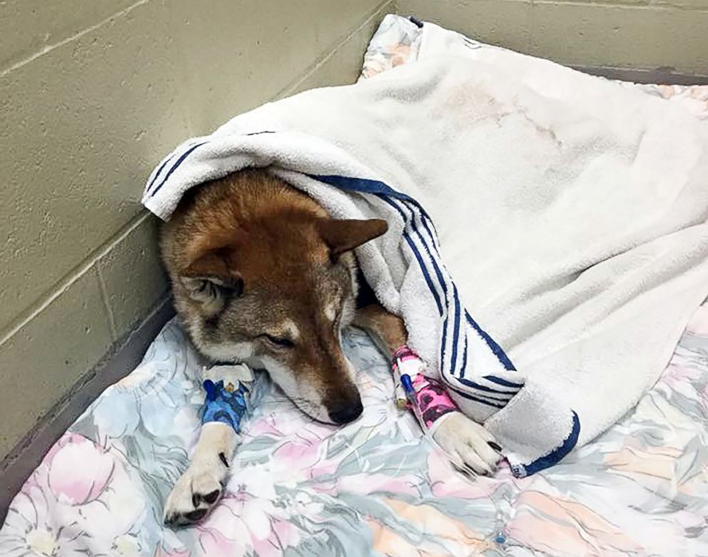 PHOTO: Mura rests after surgery at Tufts Veterinary Emergency Treatment and Specialties hospital in Walpole, Mass. 