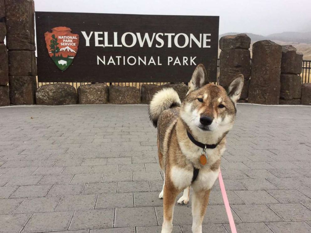 PHOTO: Paul Heroux's dog Mura is pictured at Yellowstone National Park during their road trip.