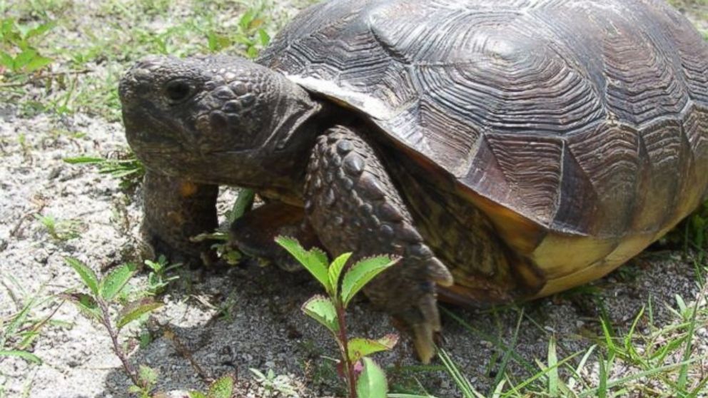 PHOTO: Not all turtles can swim, wildlife authorities in Florida had to remind everyone recently after receiving reports of at least three people trying to release tortoises into the ocean after mistaking them for sea turtles.