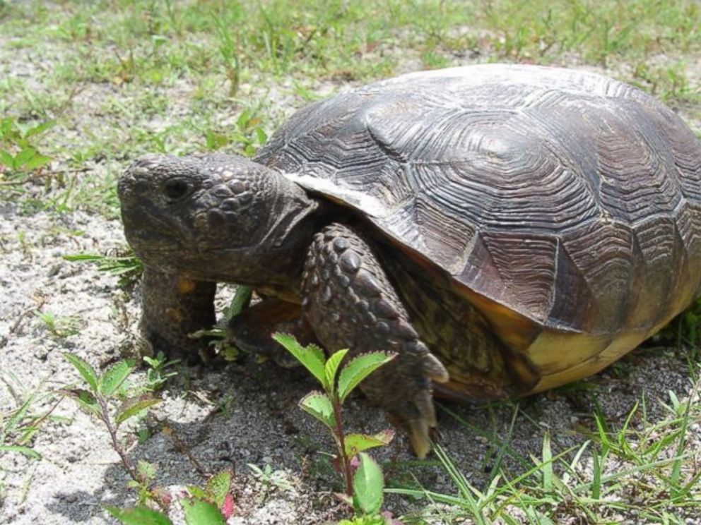 PHOTO: Not all turtles can swim, wildlife authorities in Florida had to remind everyone recently after receiving reports of at least three people trying to release tortoises into the ocean after mistaking them for sea turtles.