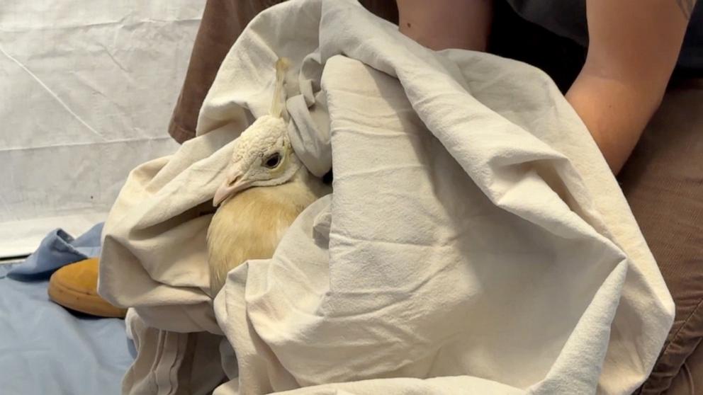 PHOTO: A peacock is cared for by the Pasadena Humane Society after it was allegedly attacked by a mail carrier. 