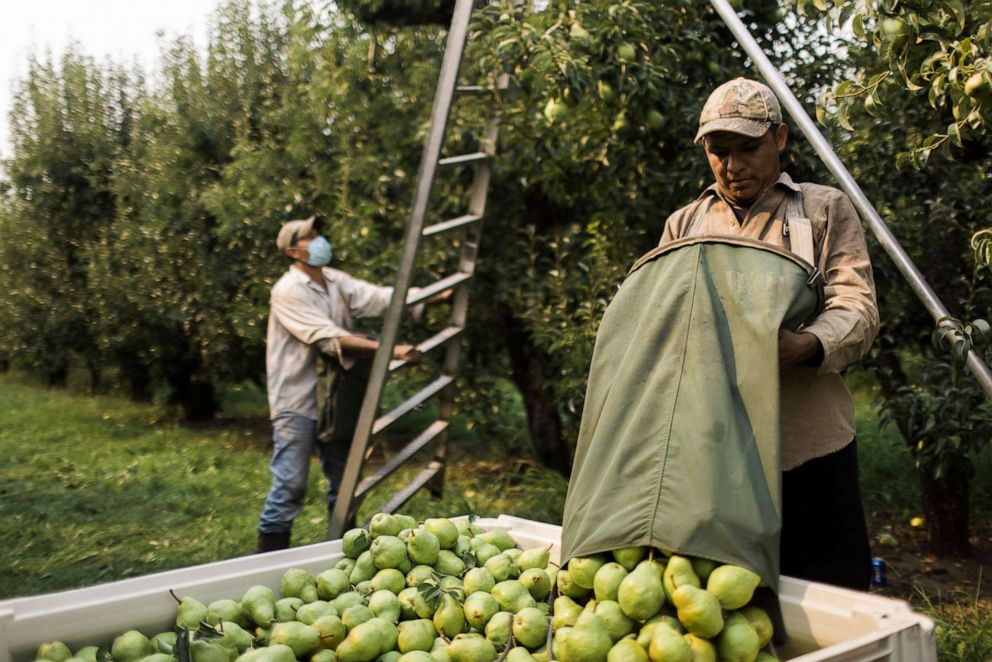 PHOTO: An orchard worker unloads a bag of pears in Hood River, Ore., on Aug. 13, 2021.