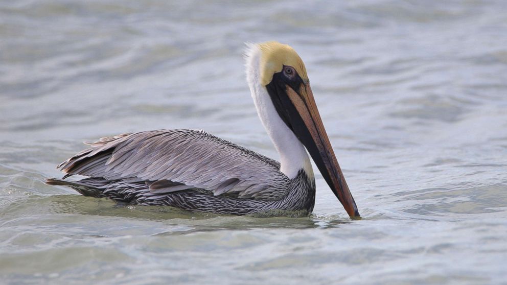 PHOTO: A brown pelican hunts for fish on the water surface in this undated stock photo.