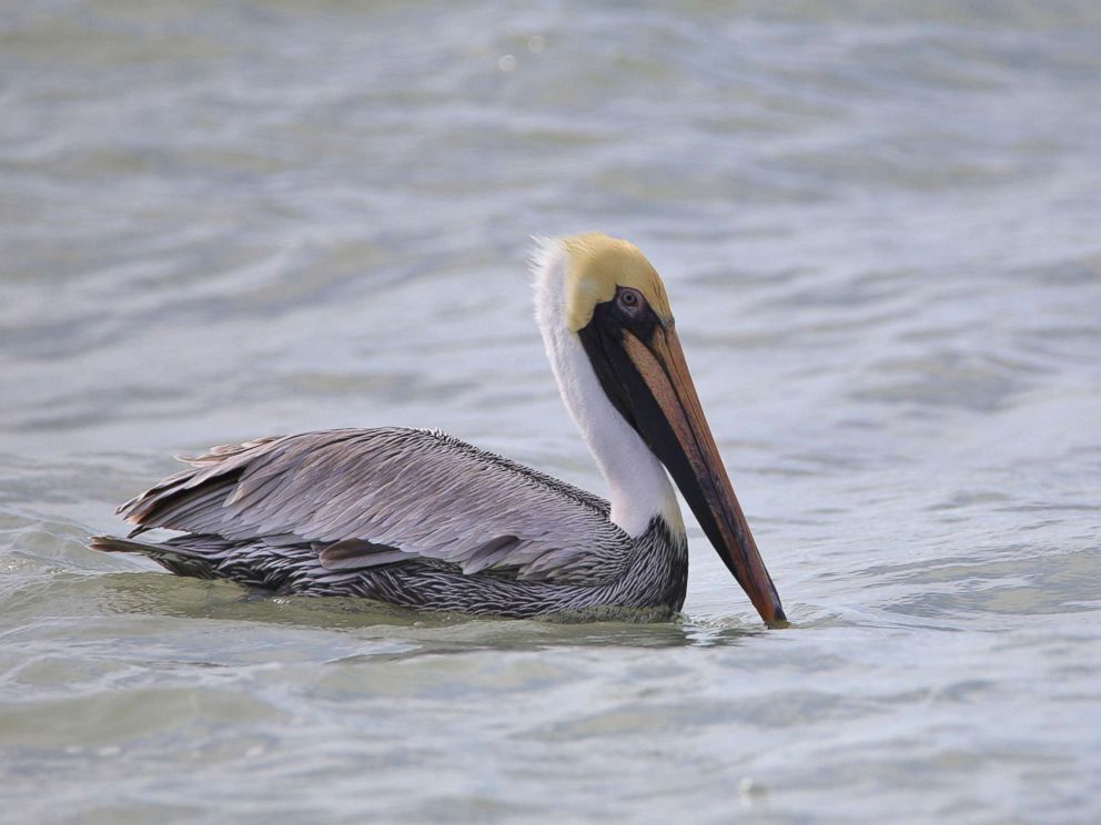 PHOTO: A brown pelican hunts for fish on the water surface in this undated stock photo.