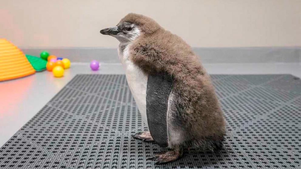 Een San Francisco Science Museum ervaart een golf van het uitkomen van Afrikaanse pinguïnkuikens