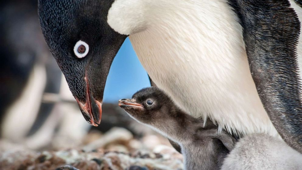 PHOTO: A scene from the movie "PENGUINS."