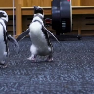 Penguins from Chicago’s Shedd Aquarium enjoy a change of scenery.