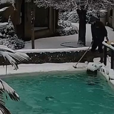 A birdkeeper slips and takes an unplanned dip in a wildlife park penguin pool amid icy conditions.