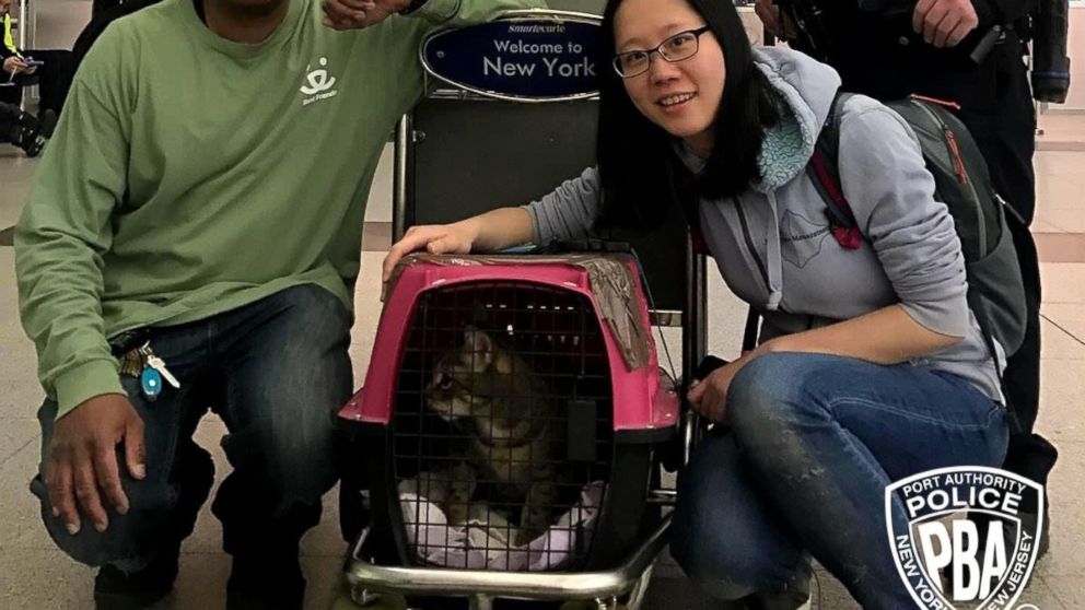 VIDEO: The Port Authority of New York and New Jersey announced that the cat loosed upon John F. Kennedy International Airport last weekend has been caught and will be reunited with her owner.