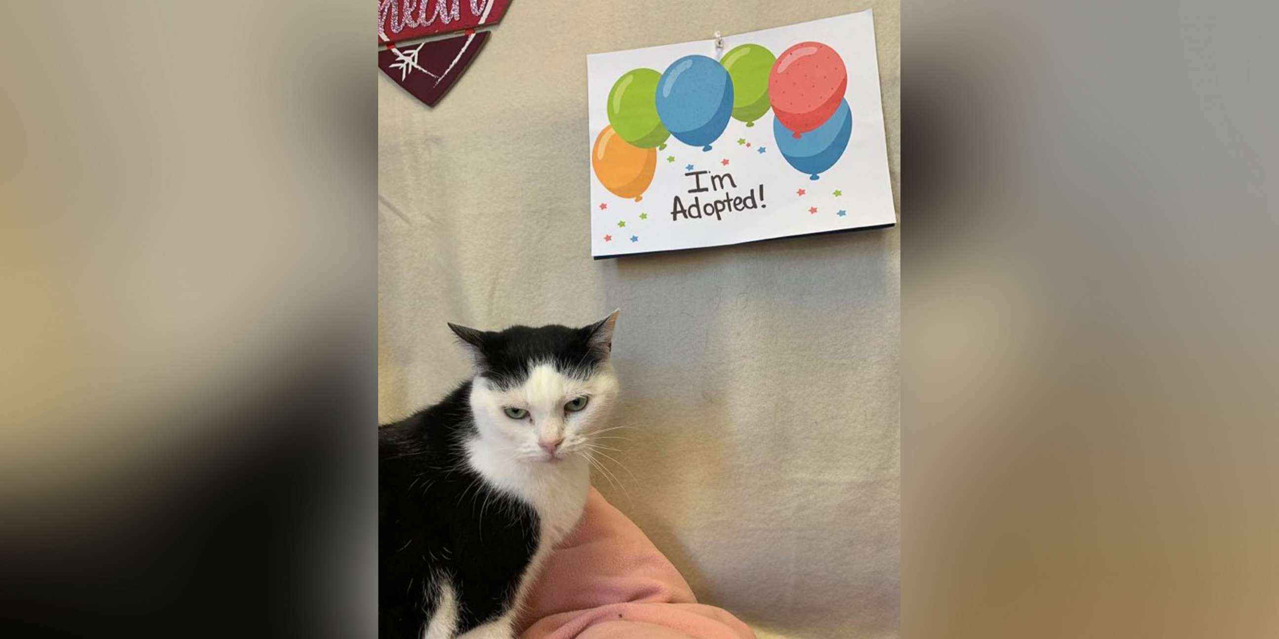 PHOTO: Perdita, dubbed "the World's Worst Cat," has been adopted and will travel to his new home in Tennessee on Feb. 1, 2020.
