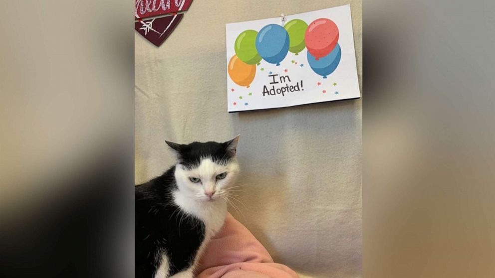 PHOTO: Perdita, dubbed "the World's Worst Cat," has been adopted and will travel to his new home in Tennessee on Feb. 1, 2020.