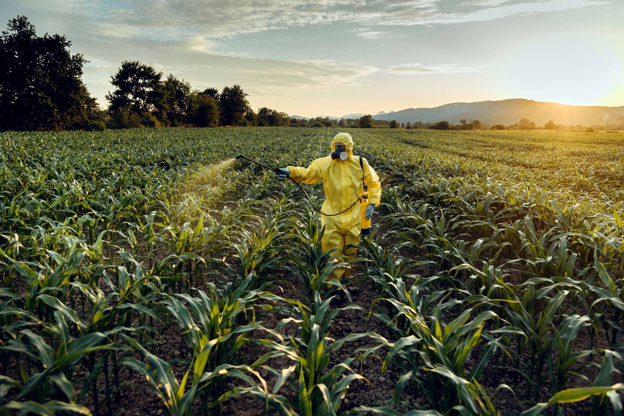 PHOTO: A worker sprays pesticides on a crop in this stock photo.