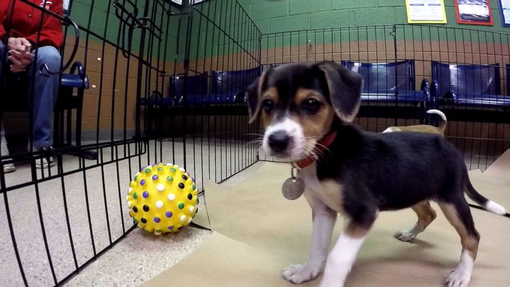 Free adoptions are offered at 90 shelters across US this Thanksgiving