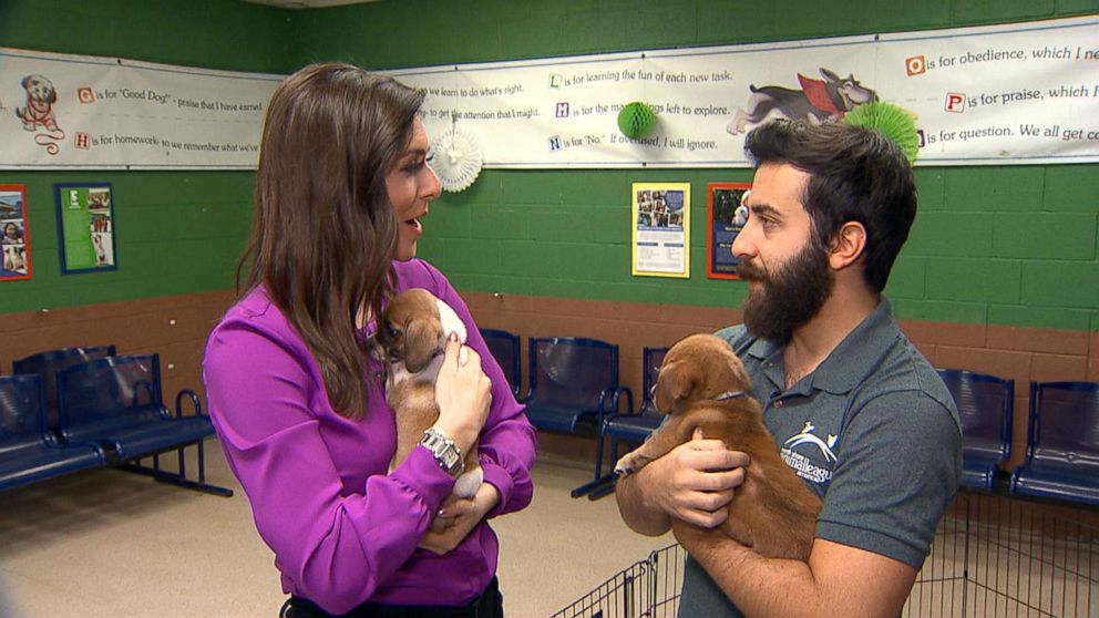 PHOTO: "We have puppies, kittens, cats, dogs," North Shore Animal League America shelter director Ronald Martorelli said. He spoke with ABC News' Erielle Reshef recently.