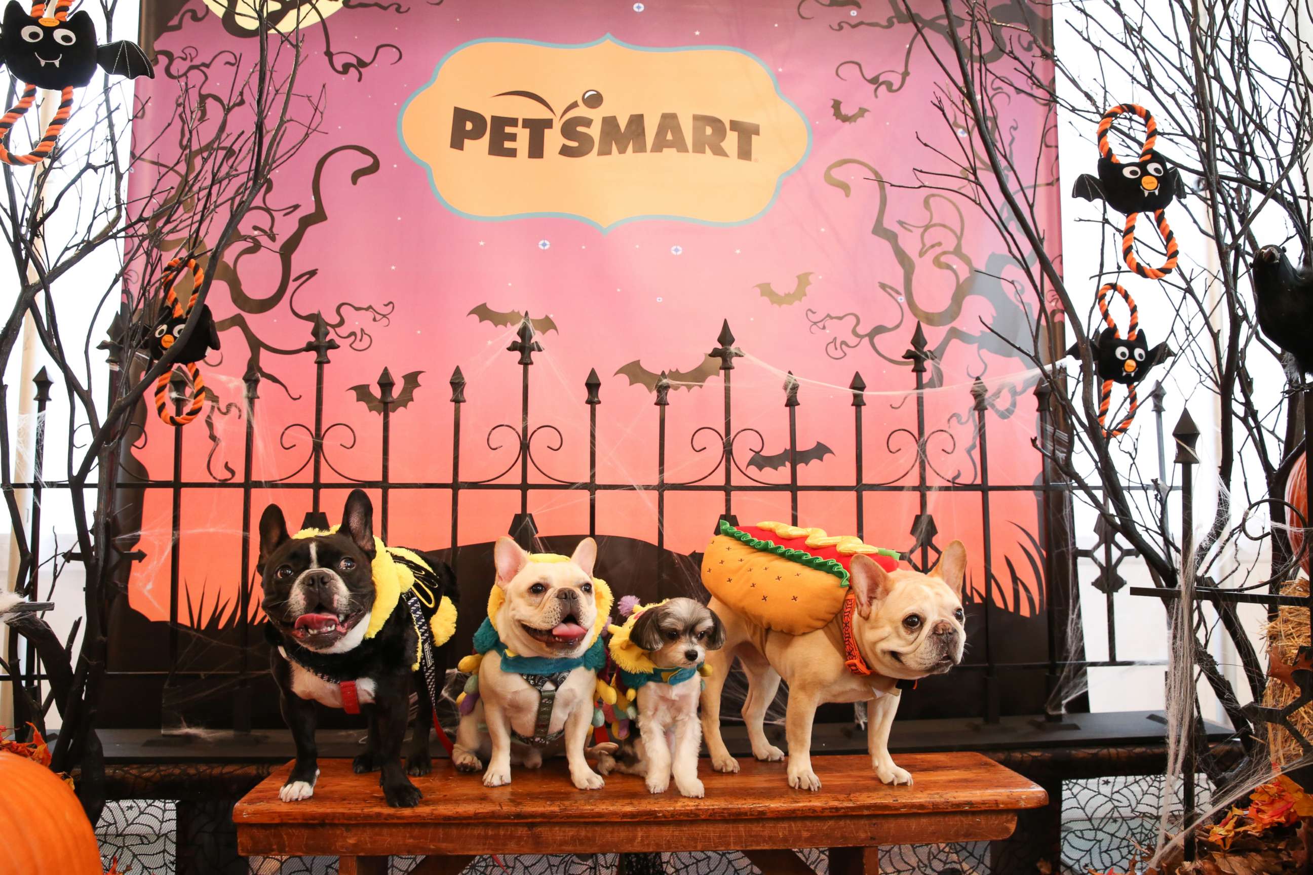 PHOTO: This year's most popular pet Halloween costumes are exhibited during a PetSmart event.
