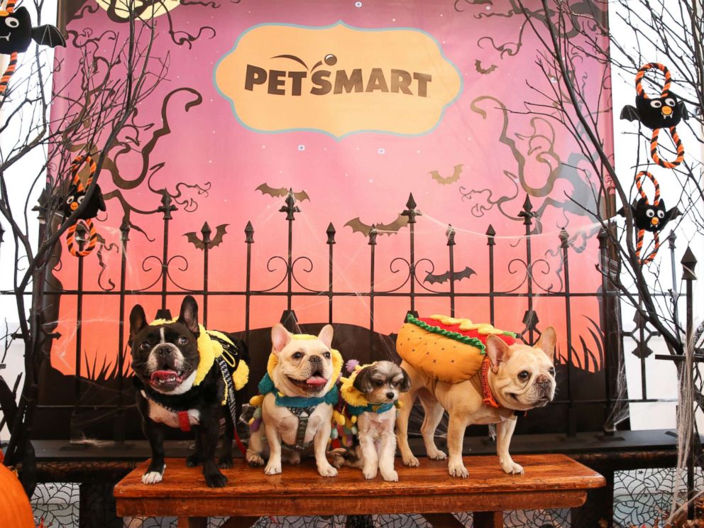 This year's top pet Halloween costume trends ABC News