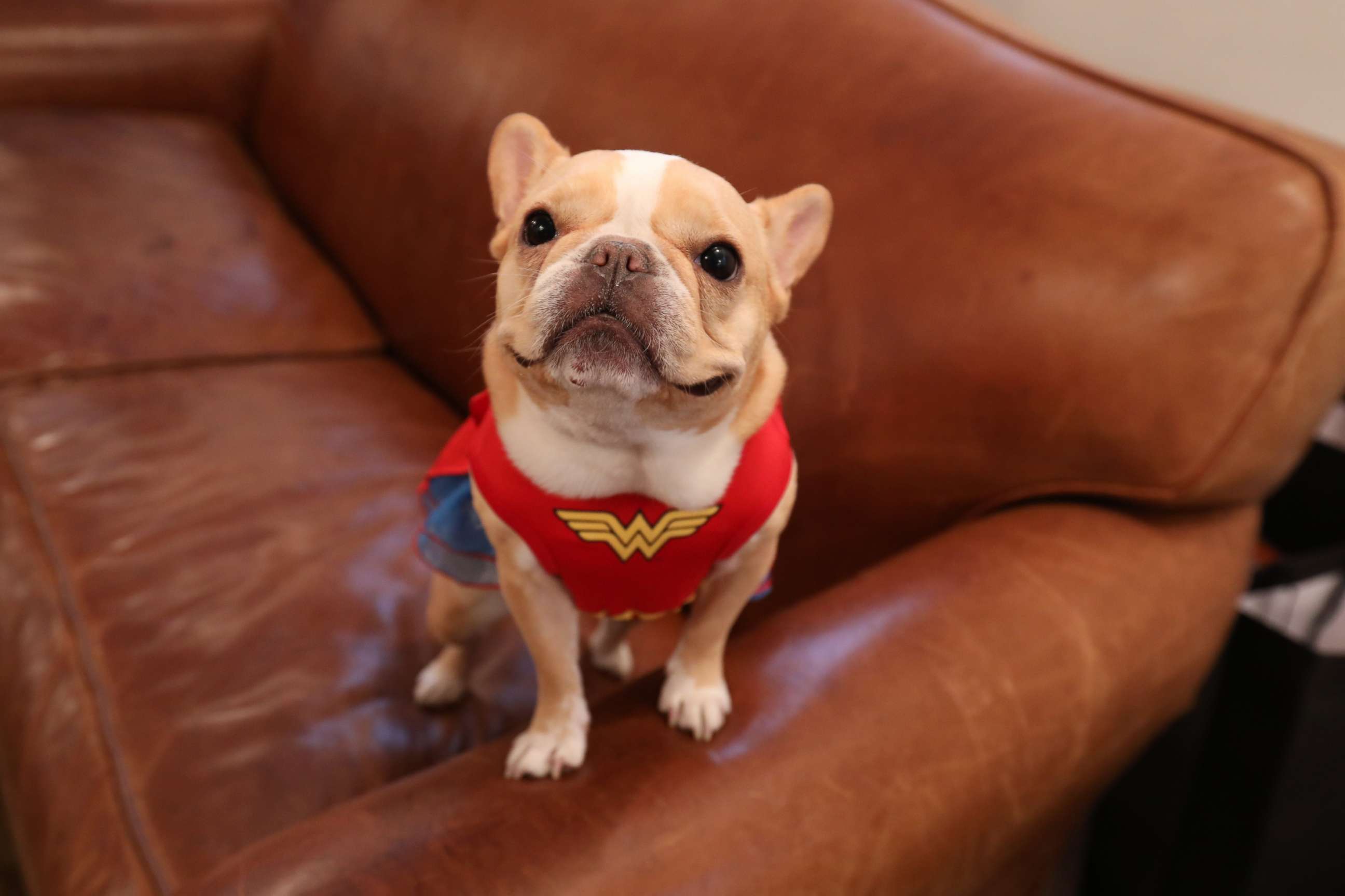 PHOTO: A French Bulldog dresses up as the Super Hero Wonder Woman during a PetSmart event for Halloween. 
