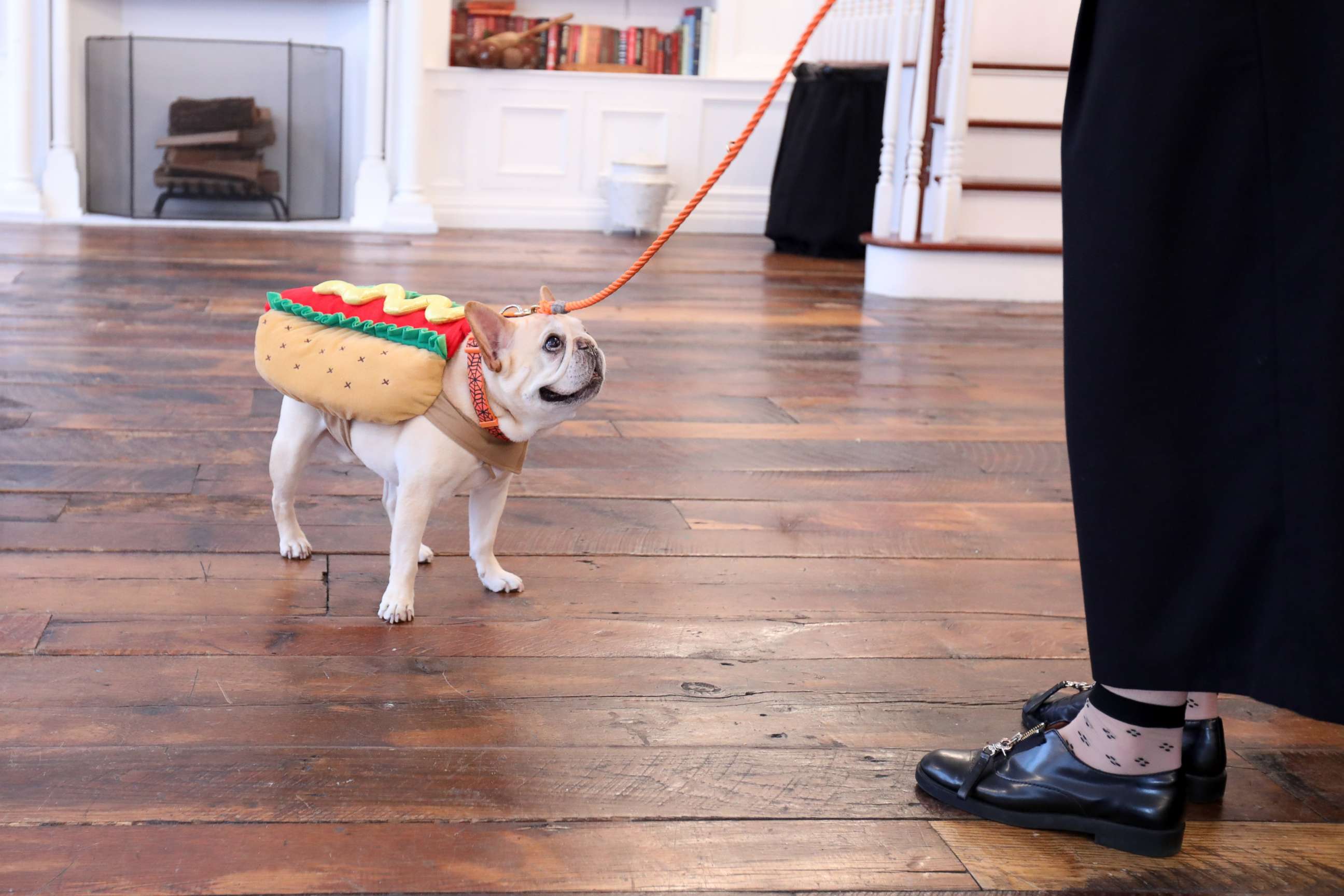 PHOTO: A French Bulldog dresses up as a hotdog at this year's PetSmart Halloween event.