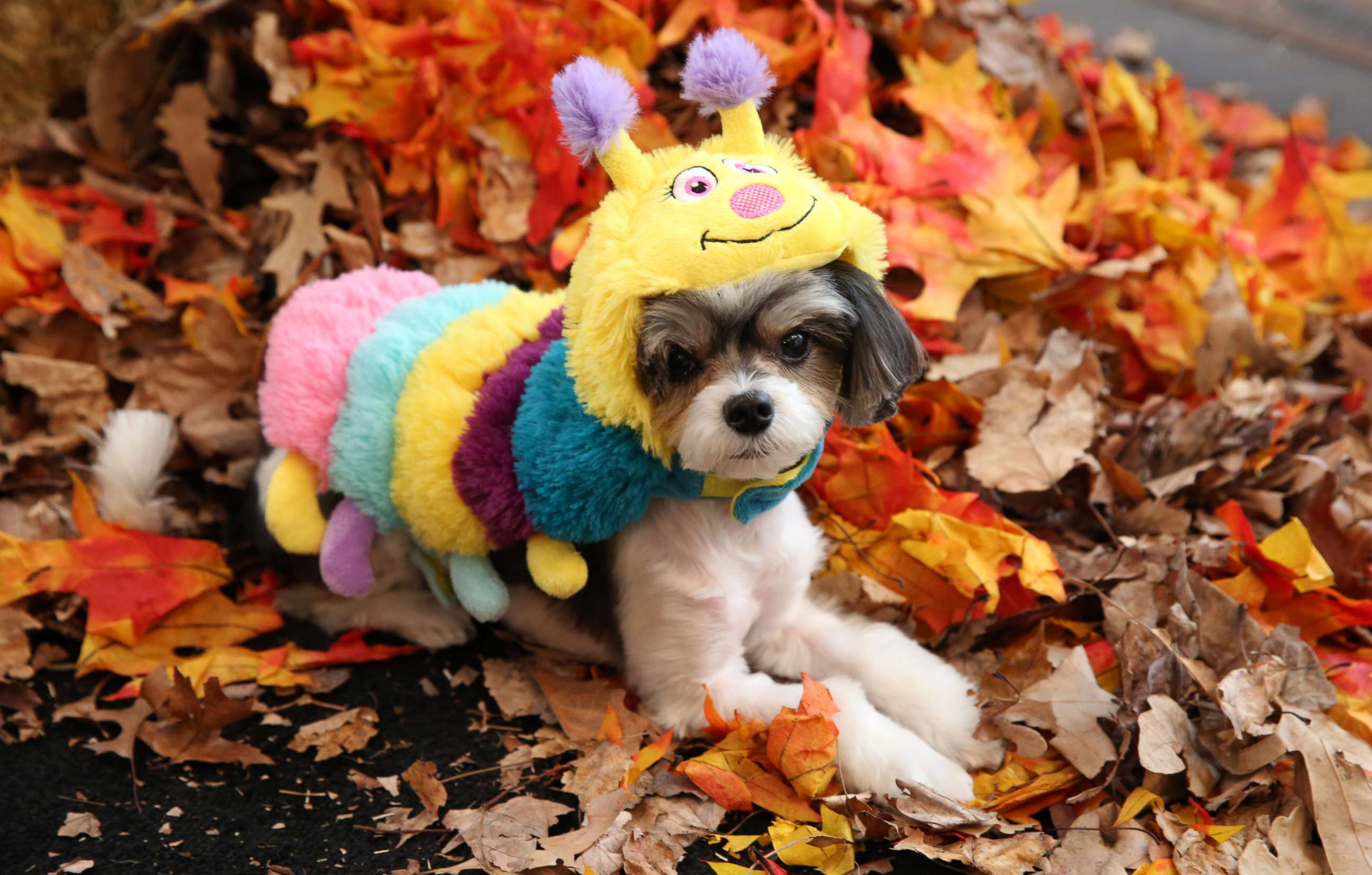 PHOTO: A dog models a caterpillar Halloween costume during a PetSmart event.