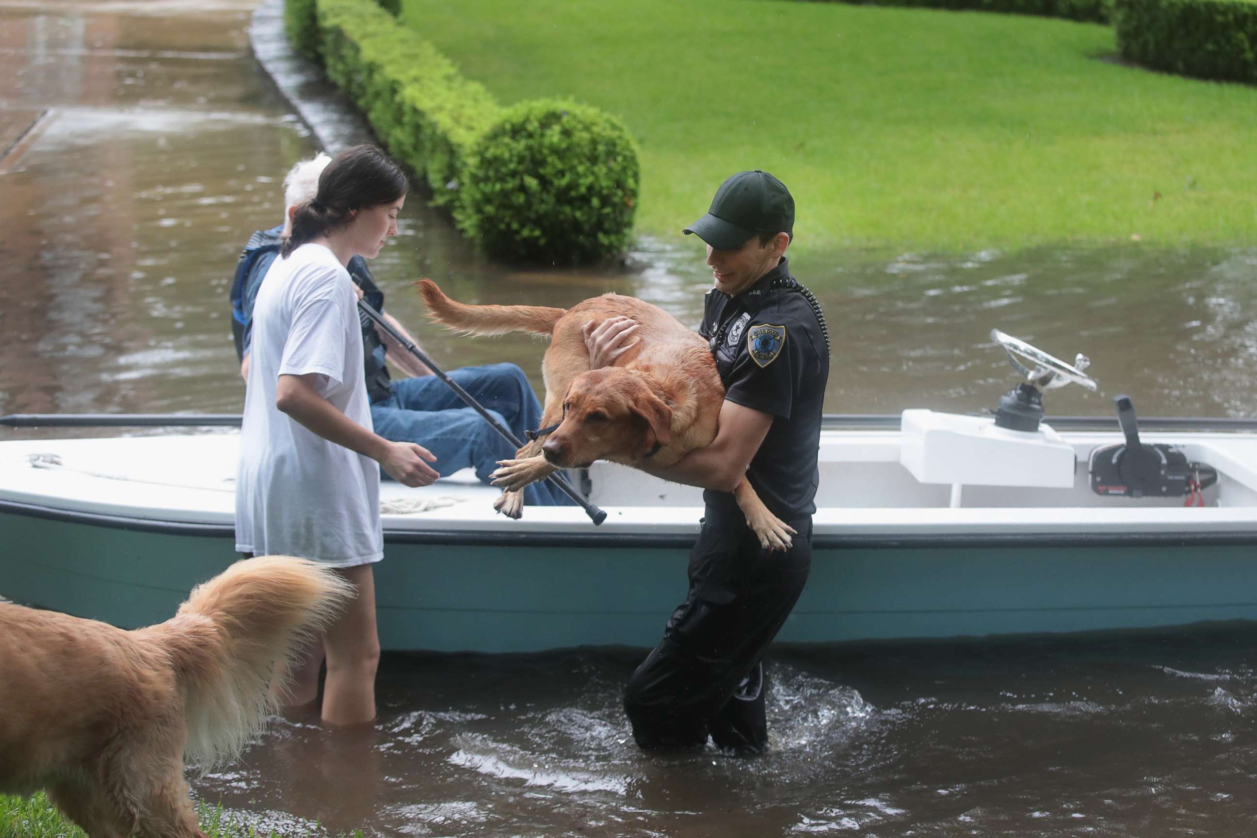 Как спасался от скуки. Спасение животных ураган Харви. Спасение от наводнения. Спасение животных в наводнение. Спасем животных.