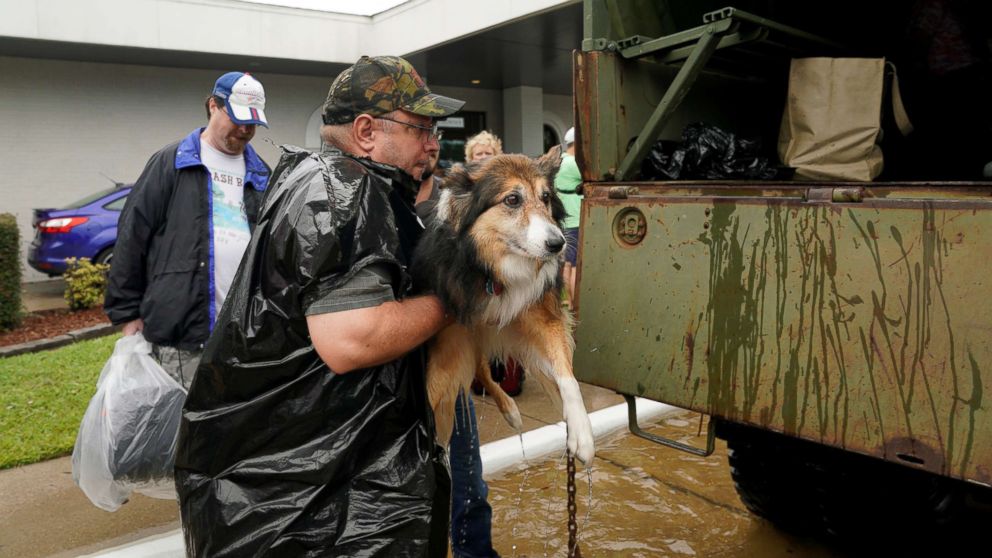 PHOTO: Volunteers load pets into a collector's vintage military truck to evacuate them from flood waters from Hurricane Harvey in Dickinson, Texas, Aug. 27, 2017. 