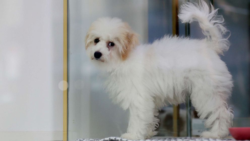 PHOTO: A puppy is on display at a pet shop on July 24, 2022 in New York.