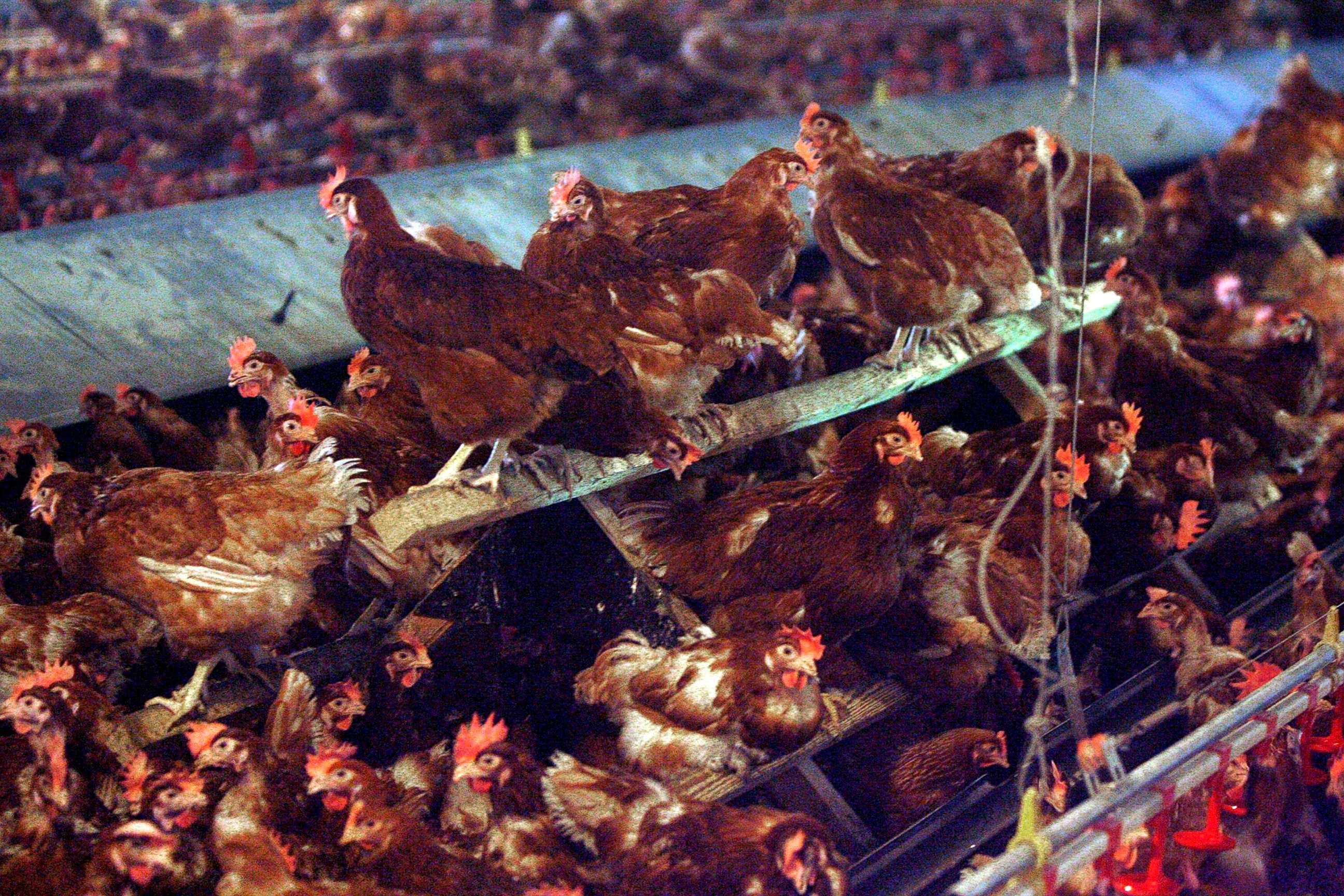 PHOTO: Laying hens are seen in one of the hen houses at Pete & Gerry's Organic Eggs in Monroe, N.H., Sept. 2, 2009.