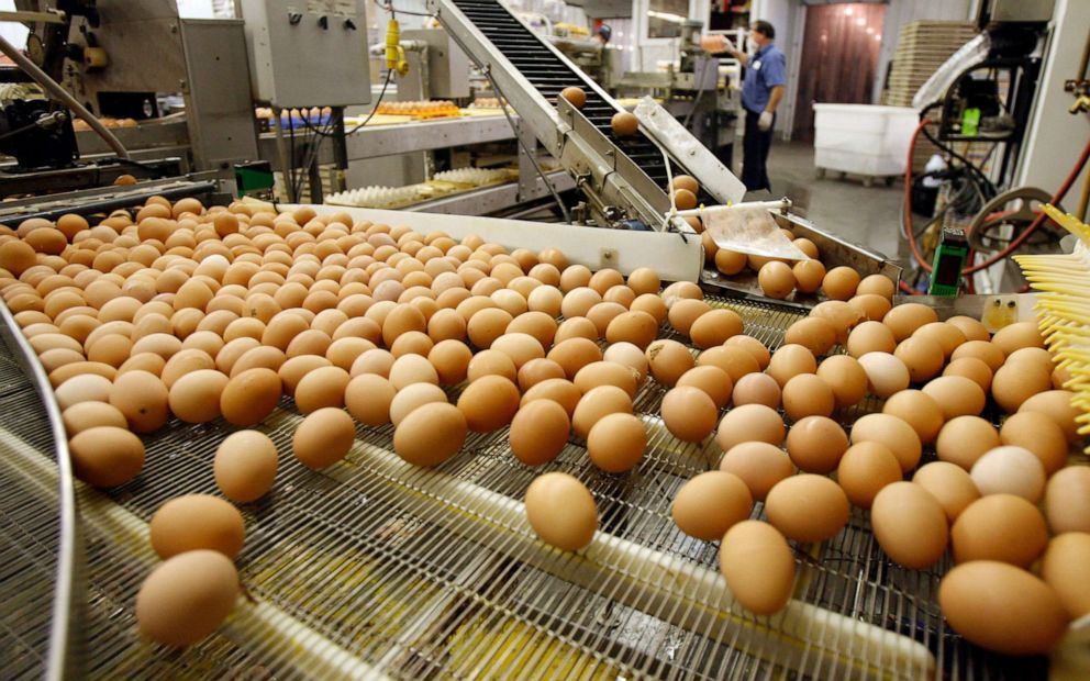 PHOTO: Organic eggs move down the processing line at Pete & Gerry's Organic Eggs in Monroe, N.H., Sept. 2, 2009.