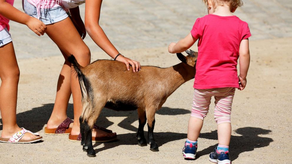 PHOTO: Children pet a goat at a petting zoo in Germany, Aug. 23, 2017.