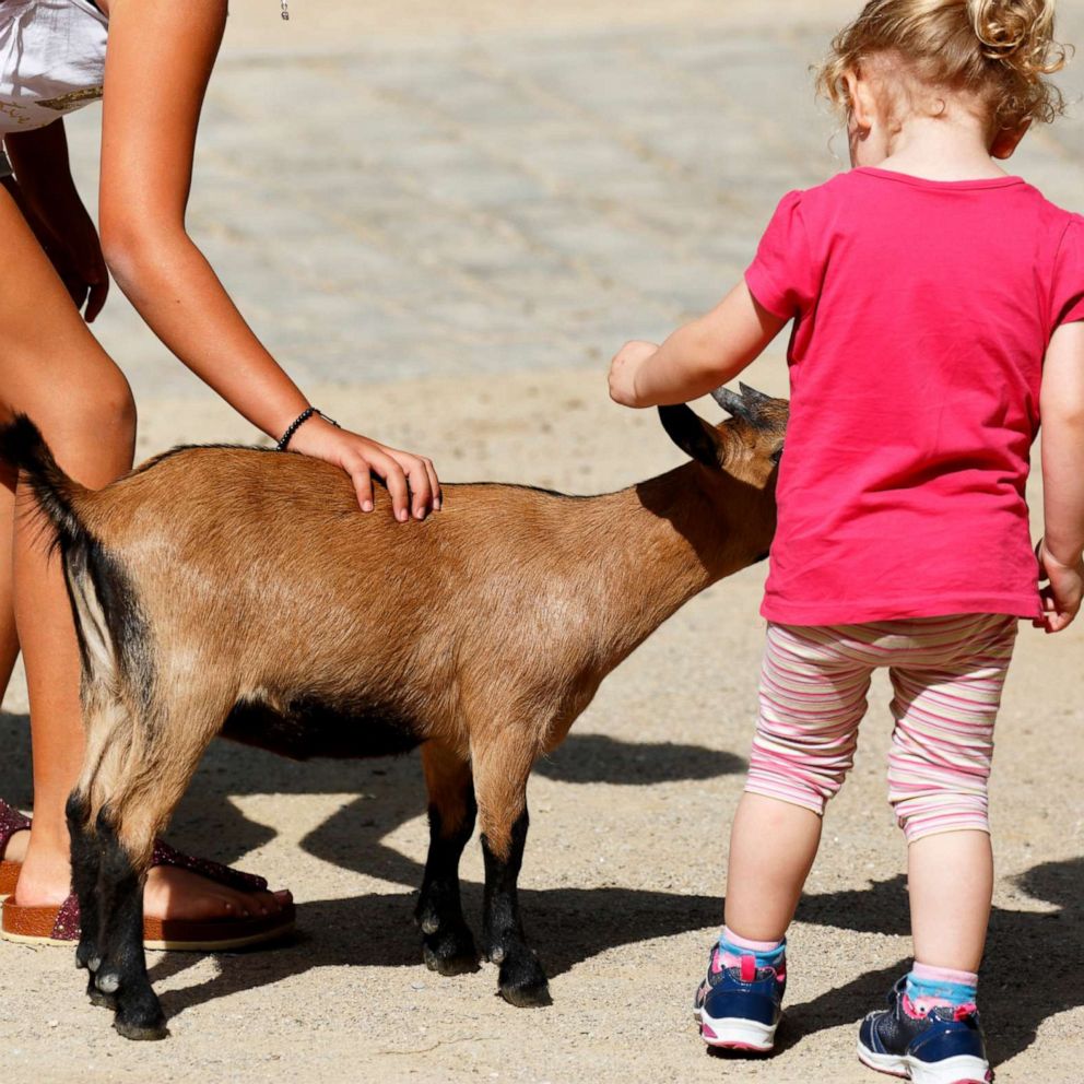 E. coli exposure: How to stay safe and healthy at your next visit to the petting  zoo - ABC News