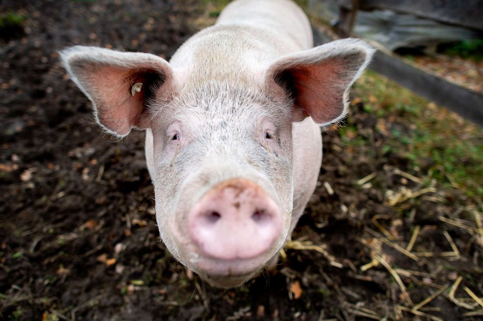PHOTO: A pig on a farm , Nov. 10, 2021, in East Frisia, Germany.