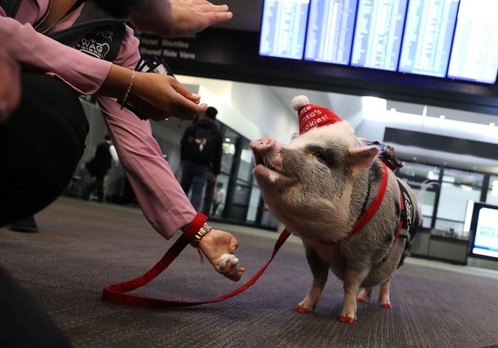 PHOTO: Travelers reach out to pet a pig named LiLou at San Francisco International Airport in San Francisco, Dec. 10, 2019.