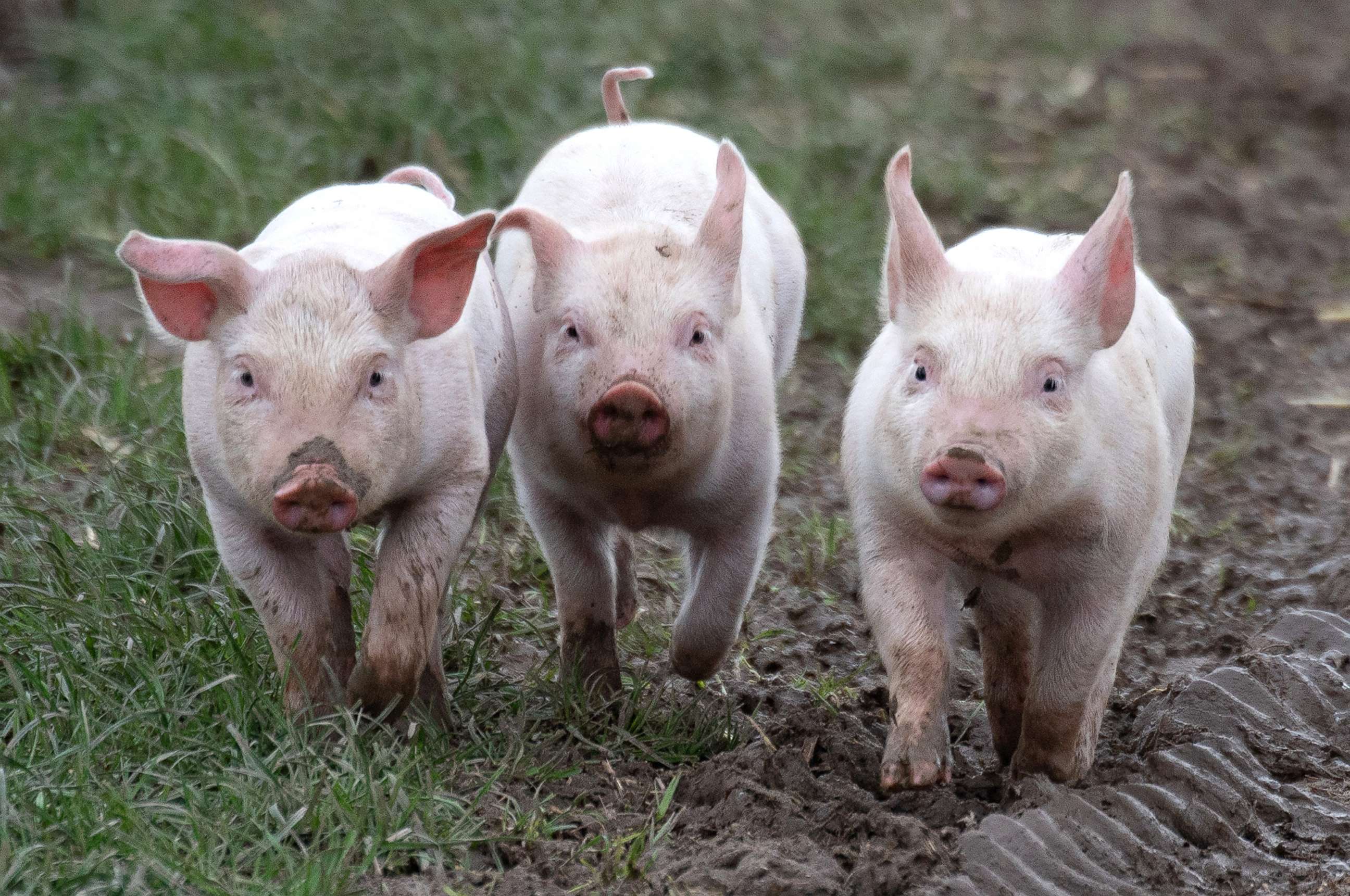PHOTO: Piglets run through the mud in their outdoor pen , Feb. 5, 2022, in North Rhine-Westphalia, Germany. 