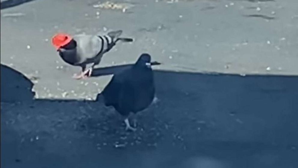 PHOTO: Pigeons sporting cowboy hats were spotted in Las Vegas by Robert Lee, who recorded this footage on Dec. 5, 2019.