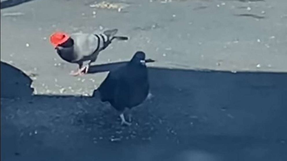 A local bird-rescue charity called Lofty Hopes has been chronicling efforts to track and trap the birds so they can remove the hats.