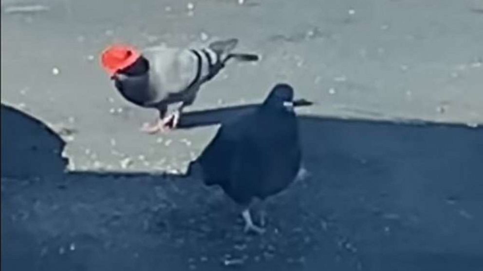Pigeons wearing cowboy hats are roaming 