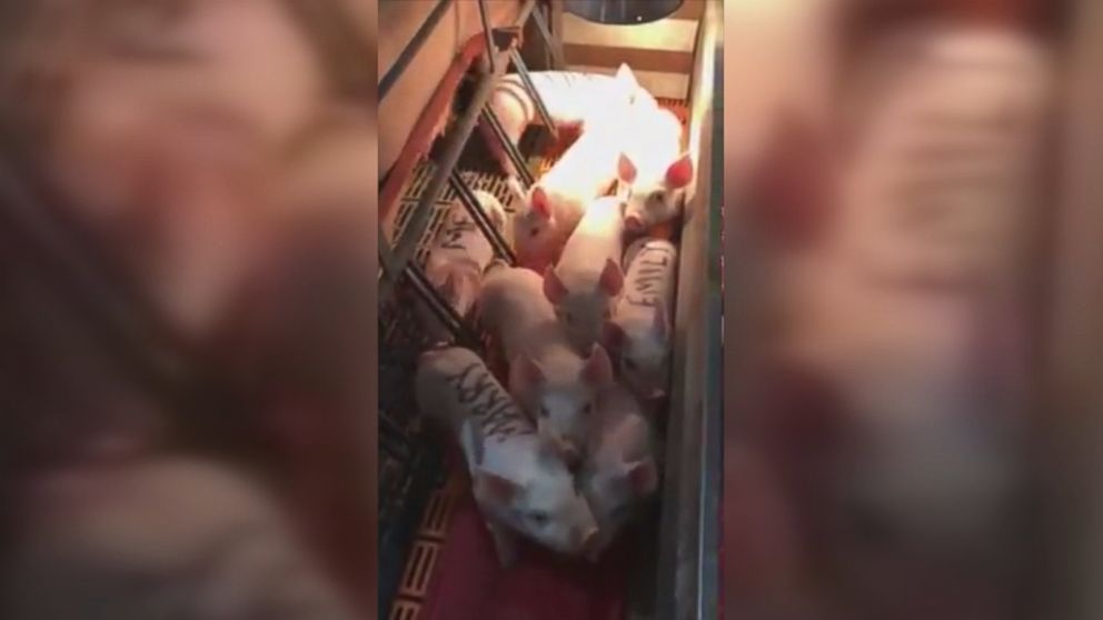 PHOTO: Benjamin Shivers proposed to his girlfriend with piglets. 