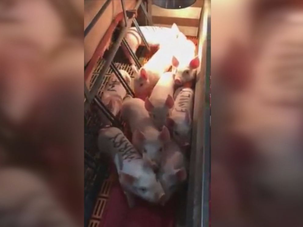PHOTO: Benjamin Shivers proposed to his girlfriend with piglets.